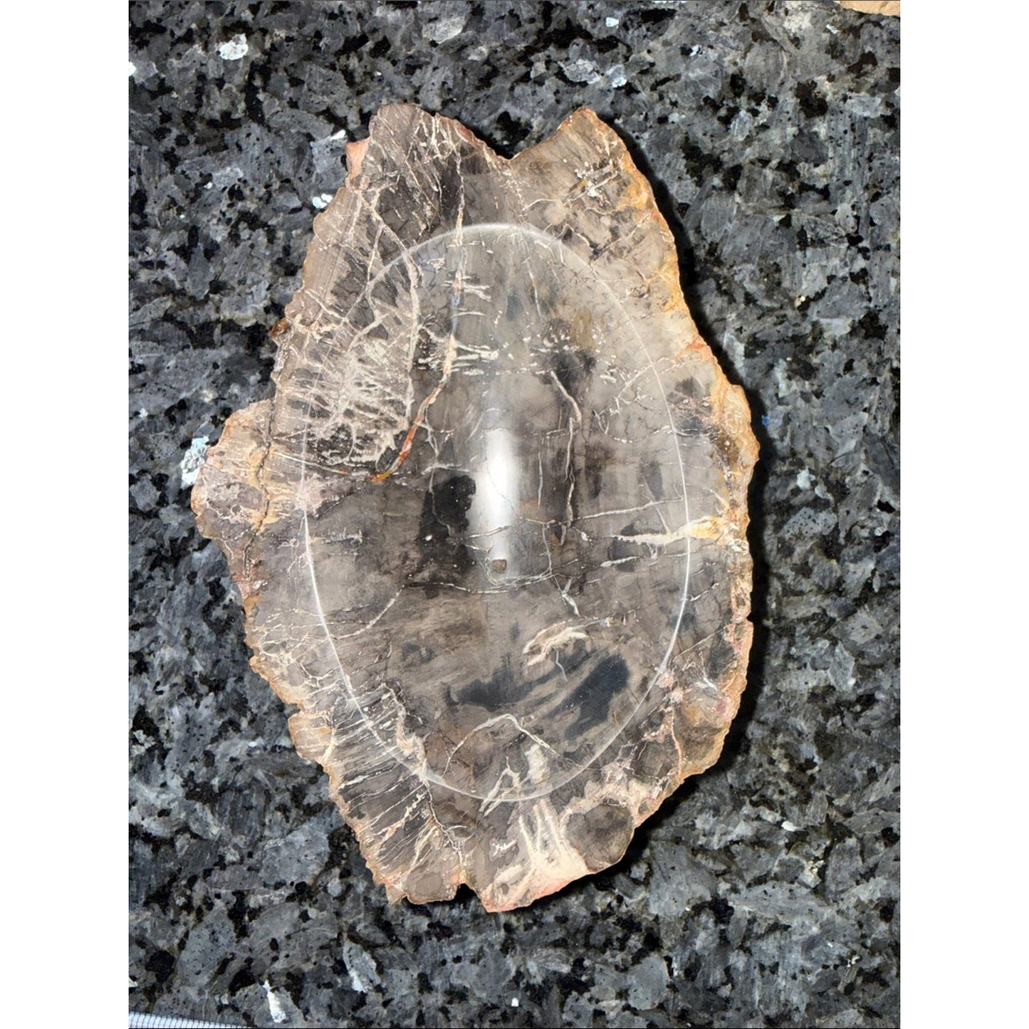 Petrified Wood Custom Bowl B 5 x 7.25” 4 LBS