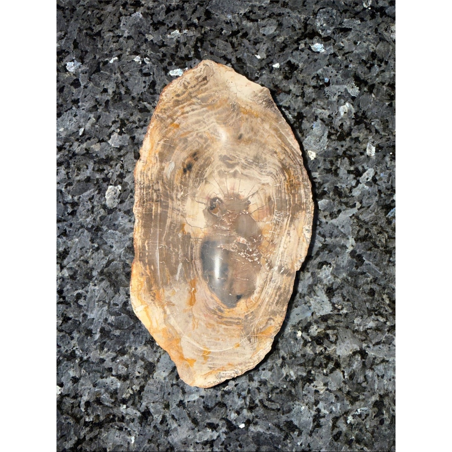 Petrified Wood Custom Bowl A 4.75 x 8.25 4+ LBS