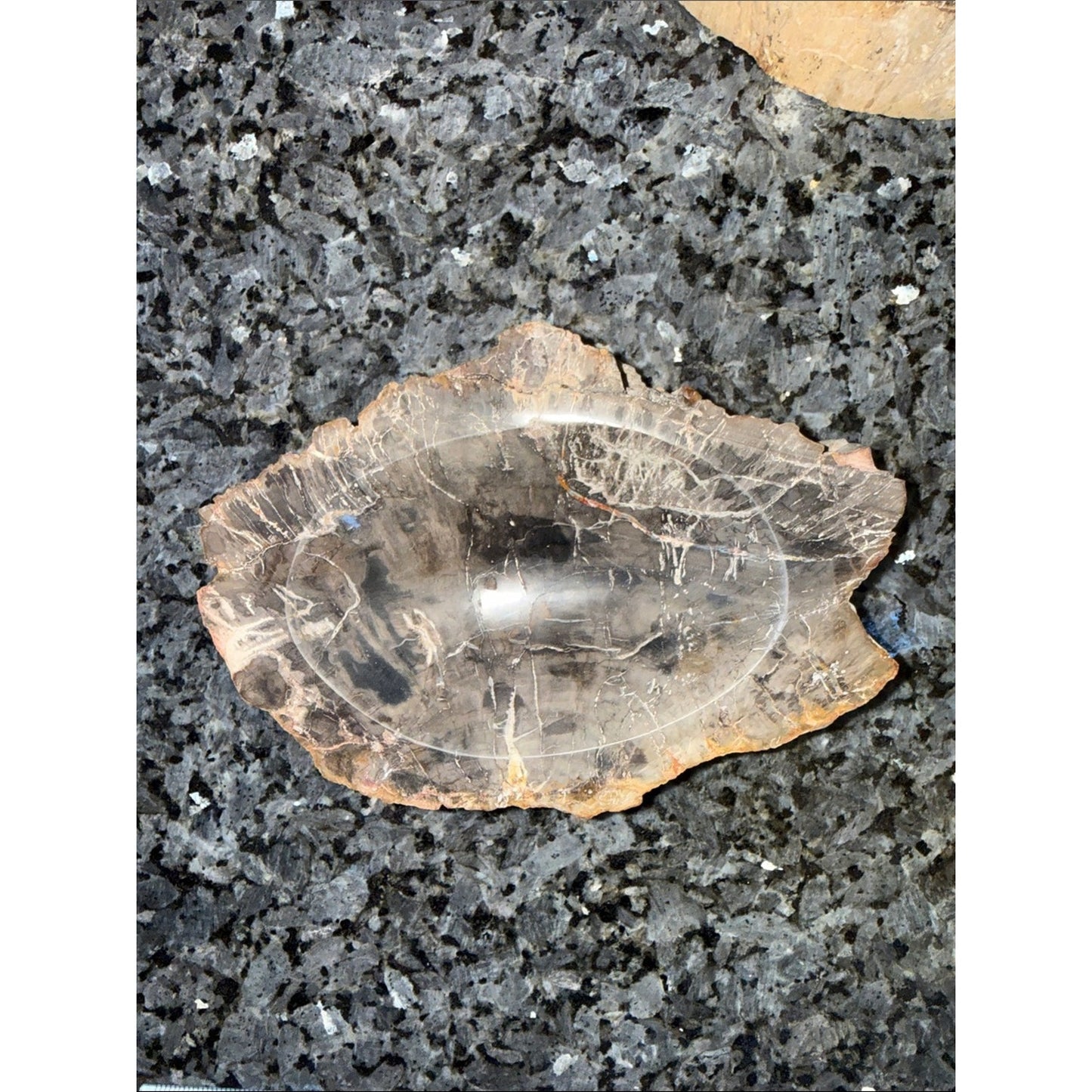 Petrified Wood Custom Bowl B 5 x 7.25” 4 LBS