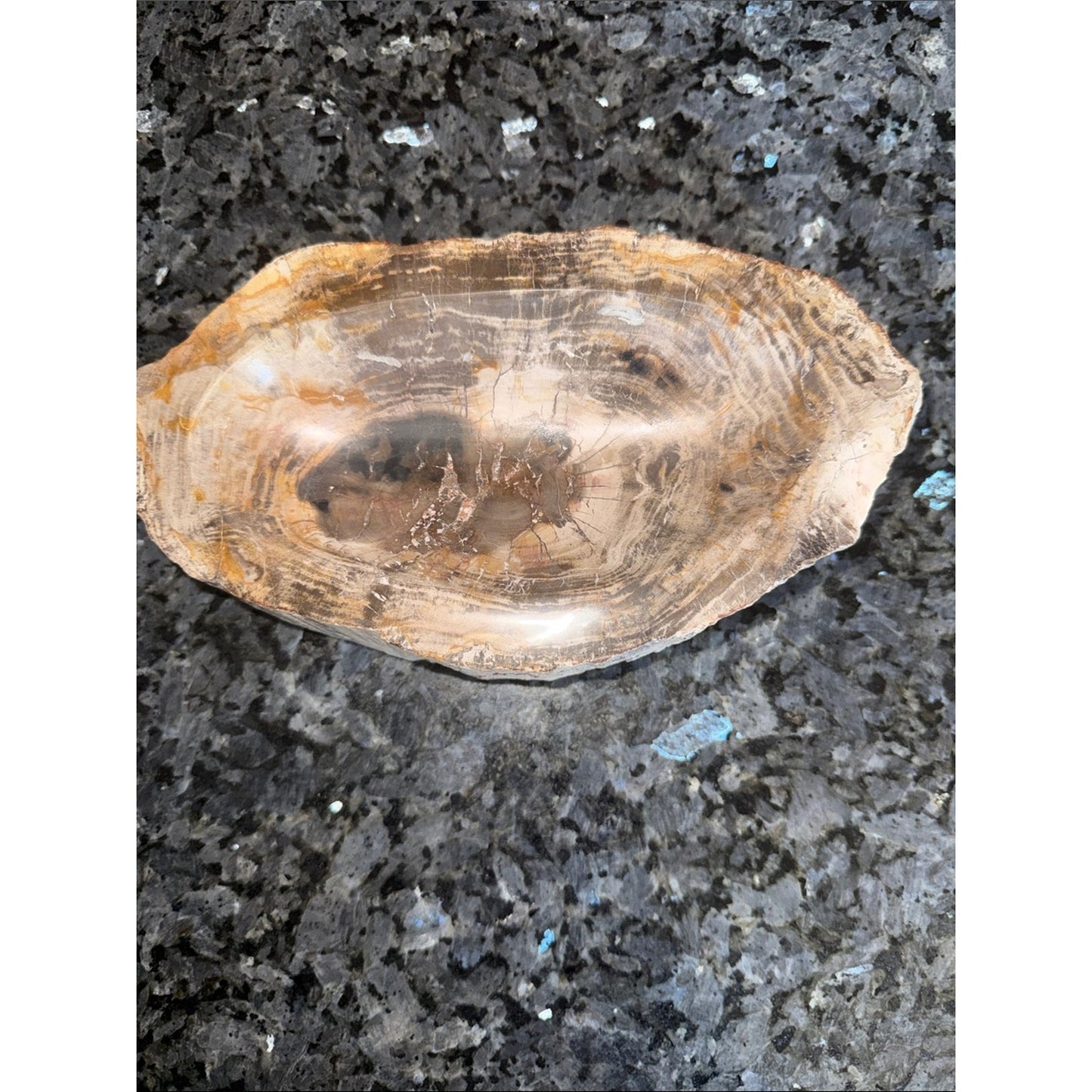 Petrified Wood Custom Bowl A 4.75 x 8.25 4+ LBS